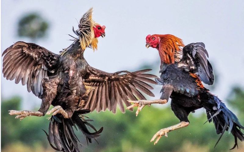 giải mã mơ thấy gà chọi số đề